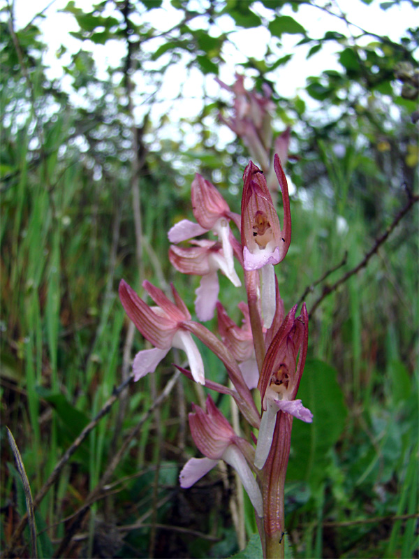 Orchidee spontanee da identificare